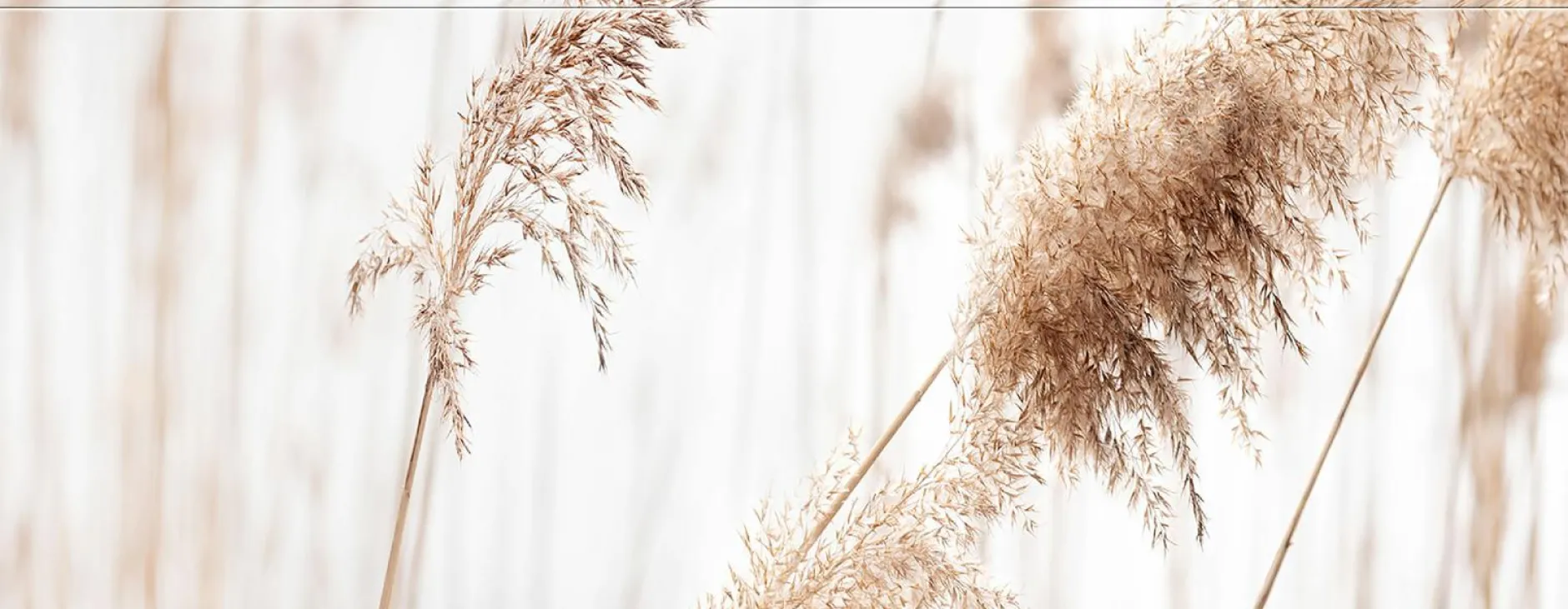 Online Keilrahmenbild PAMPASGRAS Keilrahmenbilder