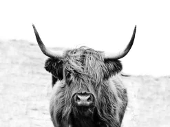 Clearance Keilrahmenbild SCOT HIGHLAND Keilrahmenbilder|Bilder