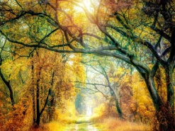 Clearance Keilrahmenbild SUNSHINE FOREST Keilrahmenbilder