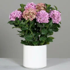 Discount Kunstblume Hortensien-Arrangem Pflanzen