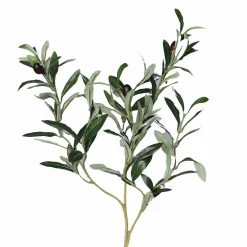 Hot Olivenzweig grün Pflanzen