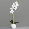 Clearance Orchidee weiß Pflanzen