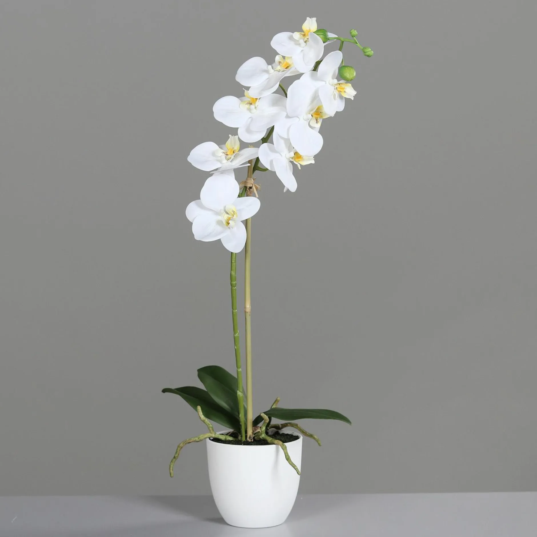 Clearance Orchidee weiß Pflanzen