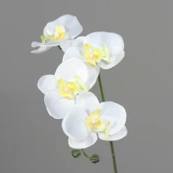 Online Orchidee weiß Pflanzen