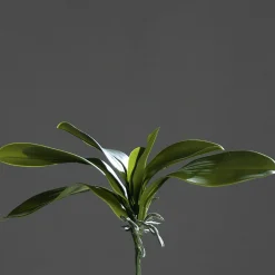 Online Orchideenblattpflanze grün Pflanzen