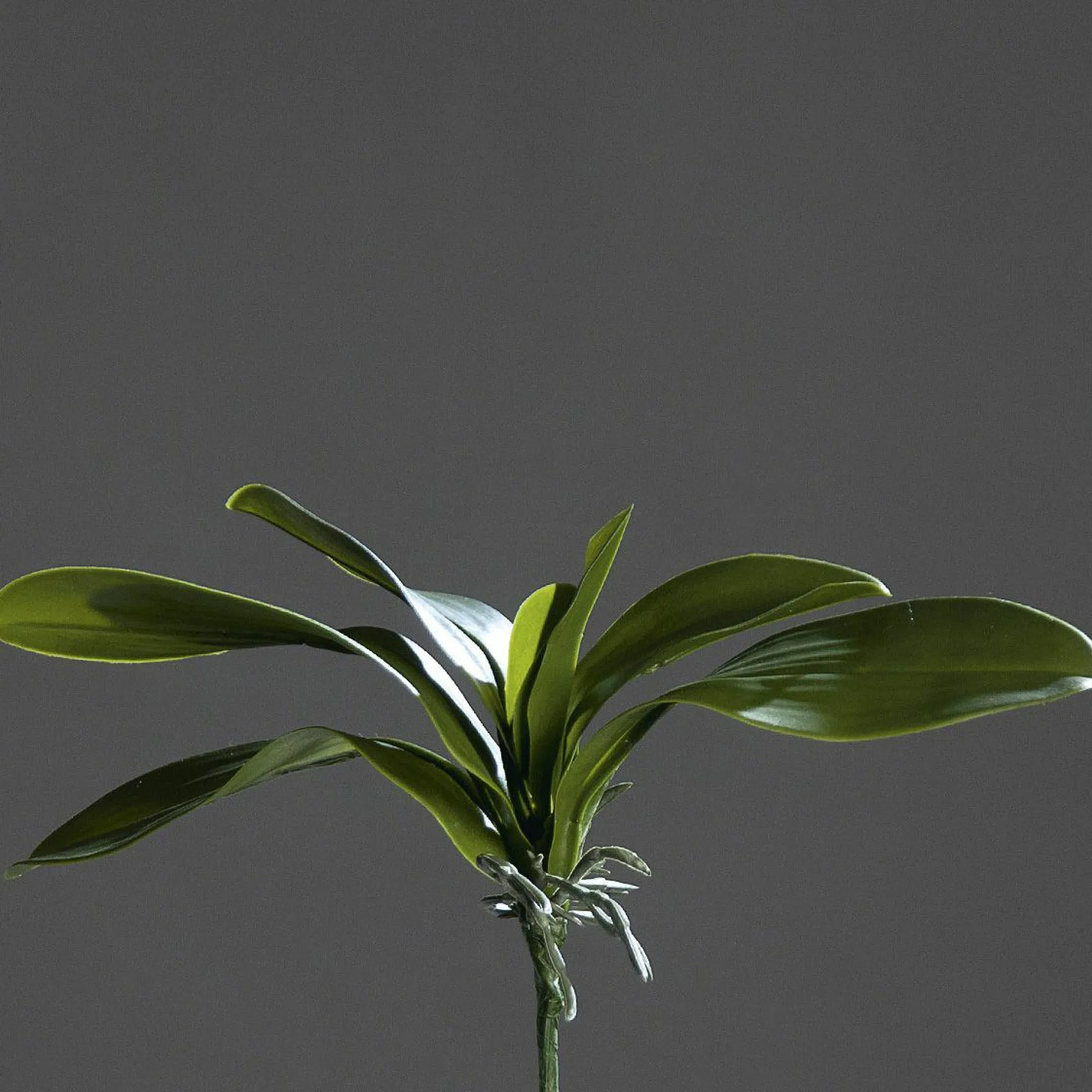 Online Orchideenblattpflanze grün Pflanzen