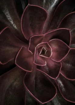 Poster SECRET 16 Poster & Drucke|Kunstdrucke