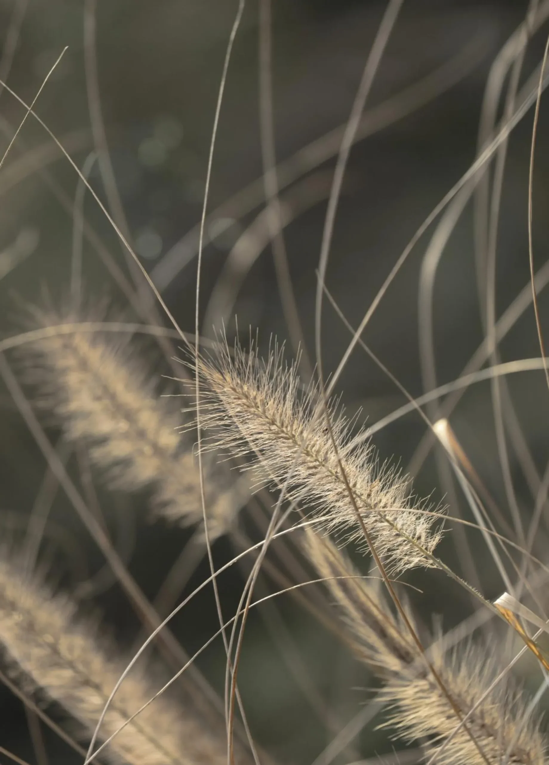 Discount Posterboard MELLOW GRASSES 2 Poster & Drucke|Kunstdrucke