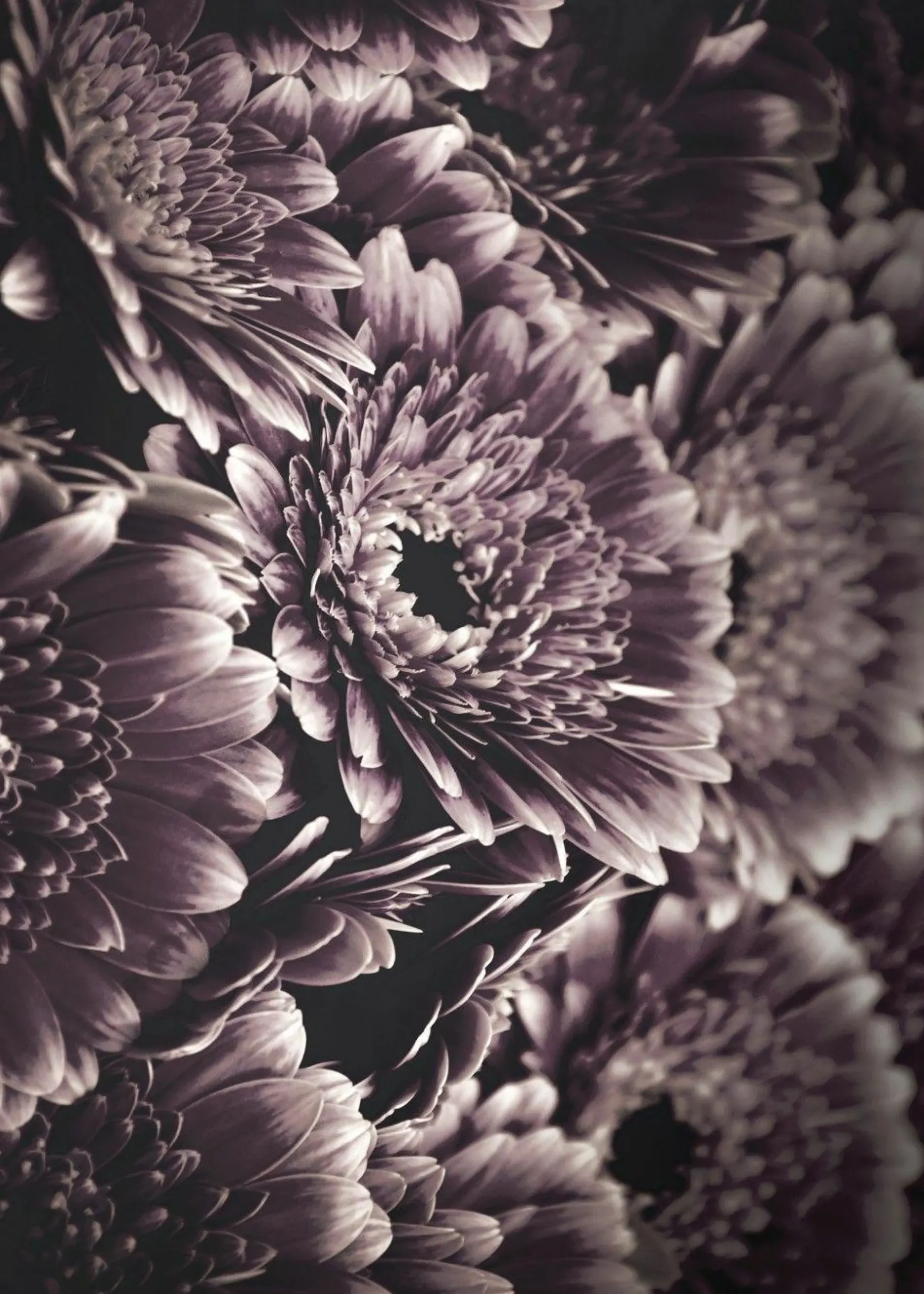 Hot Posterboard OPULENT 4 Poster & Drucke|Kunstdrucke