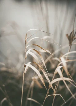 New Posterboard REED 2 Poster & Drucke|Kunstdrucke