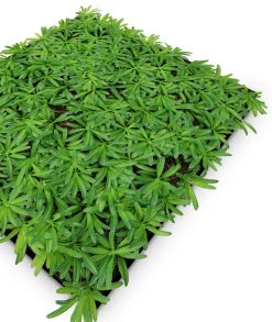 Outlet Wandpaneel MODULAR WALL Akustikpaneele|Wandpaneele